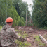 Энергетики расчистят от растительности 4 413 га земли. - Новгородские Ведомости