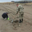 Более 3 тонн загрязненного песка собрали у села Пензенского на Сахалине - News.Astv.Ru