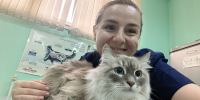 Около семи миллионов рублей с 2021 года сэкономили ямальцы на льготной и бесплатной стерилизации домашних животных - Администрация ЯНАО
