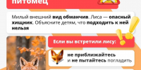 «Осторожно, лиса!»: как вести себя при встрече с диким животным и почему они всё чаще выходят к людям - Газета Приозерские ведомости