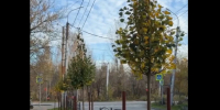 В Калуге озеленяют улицу Рылеева - Комсомольская Правда