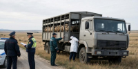 В Саратовской области остановили перевозку 200 овец и коз без ветеринарных документов - SaratovNews.Ru