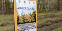 Память павших бойцов СВО увековечили новой аллеей в Липецке - Газета Добринские вести