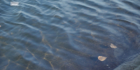 Зарыбление помогло очистить Воронежское водохранилище от водорослей - ГТРК Воронеж