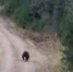 На Говорливом вышел медведь. Прогулки там пока лучше отложить - VikiPerm.Com