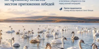 Лебеди выбирают Кандрыкуль - Минэкологии РБ