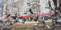В Озерске прокуратура через суд обязала УК привести в порядок контейнерную площадку - КП Челябинск