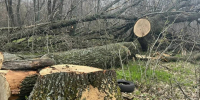 В Воронежской области 5,4 млн рублей выплатили нелегальные лесорубы, которые спилили 32 вековых дуба - РИА Воронеж