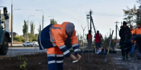 На новом участке Сиреневого сквера началась высадка кустов сирени - Балаковские вести