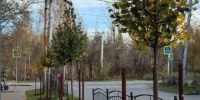 На улице Рылеева началась посадка деревьев - Городская управа