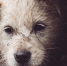 closeup-shot-homeless-dog-hiding-rock - ТРК Щелково