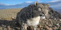 Кадр из ловушки Сайлюгемского нацпарка - Алтайская правда