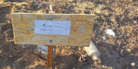 Амурчане пожаловались губернатору на кладбище домашних животных - ИА Порт Амур