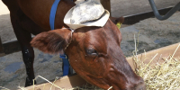 Производство сельхозпродукции в Алтайском крае может сократиться на 20% - Комсомольская Правда