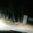 Фото: скриншот @primpressru | Ночные визитёры: кабаны вновь вышли к жилью во Владивостоке - PrimPress.Ru