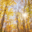worm-s-eye-view-sunburst-through-autumn-trees-slope-mountain - ТРК Щелково