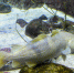 Атлантическая треска. Архивное фото - Fishnews.Ru
