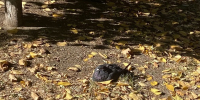 Октябрь в Таганроге. Фото ruffnews.ru - RuffNews.Ru