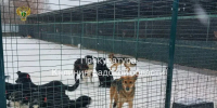 Калининградский приют для бездомных собак оборудуют по закону после вмешательства прокуратуры - Комсомольская правда
