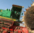 С 62% площадей убрали подсолнечник аграрии Алтайского края Фото №1 - Алтайская правда