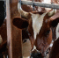 Свердловская область презентует продукцию перерабатывающих предприятий на агропромышленной выставке УрФО - Информационный портал Свердловской области