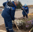 В районе Савелки высадят более 60 тысяч луковиц тюльпанов - Префектура ЗелАО