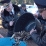 Полмиллиона мальков сазана выпустили в водохранилище Челябинска - Вечерний Челябинск