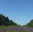 Чем плохи люпиновые луга? - Pln-Pskov.Ru