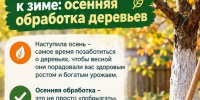 Как правильно провести осеннюю обработку деревьев - Газета Тетюшские зори