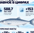 Дальневосточные рыбаки идут на рекорд по добыче сельди - News.Astv.Ru
