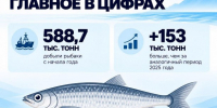 Дальневосточные рыбаки идут на рекорд по добыче сельди - News.Astv.Ru