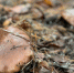 Какие грибы прямо сейчас можно найти в лесах Подмосковья - ОКА-ФМ