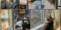 В Печоре пристраивают 16 кошек - ИА Комиинформ