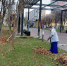 На Аллее работающей молодёжи в Йошкар-Оле высадили новые яблони взамен погибших - Pg12.Ru