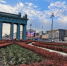 Более 10 тысяч тюльпанов высадили у Московских Ворот - Петербургский дневник