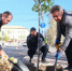 Администрация Астрахани готовит тенистый маршрут: улицы города одевают в клены и липы - Punkt-a.info