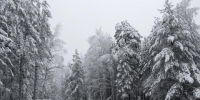 Зимний заснеженный лес - Петрозаводск говорит