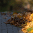 Фото: ПАИ - InformPskov.Ru