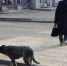 В Крыму для собачьего приюта готовы купить варочный котел за 300 тысяч рублей - Комсомольская правда
