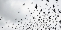 Пиротехникой и лазером: в Благовещенске займутся отпугиванием ворон - ИА Порт Амур