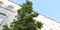 дерево_саженец - Novosti-Saratova.Ru