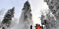 Снижение незаконных рубок леса на 38% зафиксировали в Томской области - Комсомольская Правда