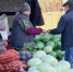 Костромичи могут покупать свежие овощи и картофель по ценам производителя - ГТРК Кострома