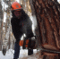 Осины и пихты на 62 тысячи рублей спилил житель Челябинской области и лишился аккумуляторной пилы - КП Челябинск
