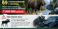 В Уфе насмерть сбили лосиху - Сетевое издание Республика Башкортостан