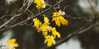 Фото: ПАИ - InformPskov.Ru