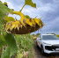 Chery мастерски научилась менять дизайн привычных моделей, и эта — не исключение | Источник: Артем Краснов - 29.Ru