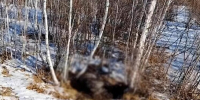 Три лошади погибли под колесами «ГАЗели» на Московском тракте в Чите - Забайкальский рабочий
