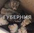 Щенков выкинули на трассе под Хабаровском – для малышей ищут новый дом - Gubernia.Com
