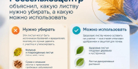 Убирать или оставить: что делать с осенней листвой на участке - Октябрьский район